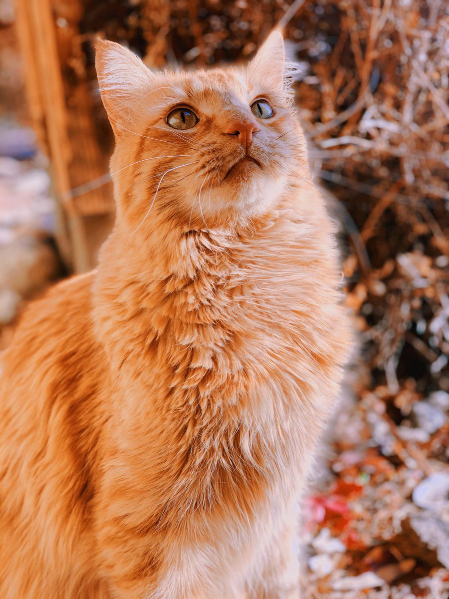 Animal photograph 005