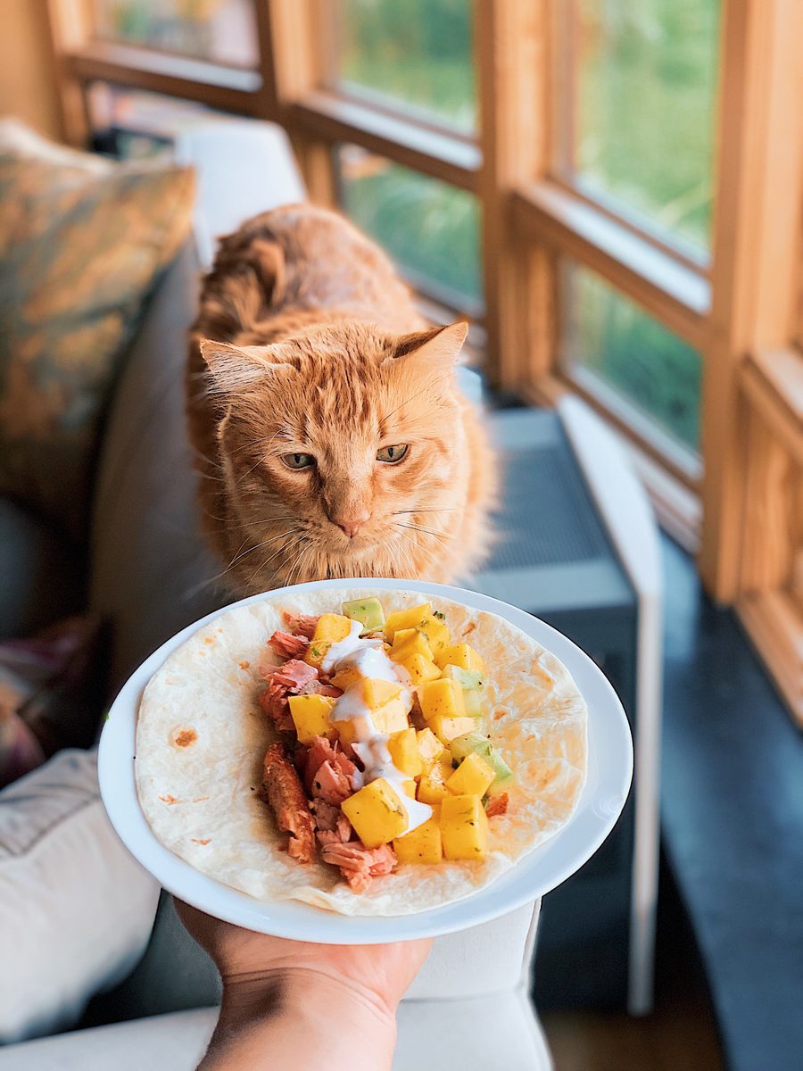 Animal photograph 027