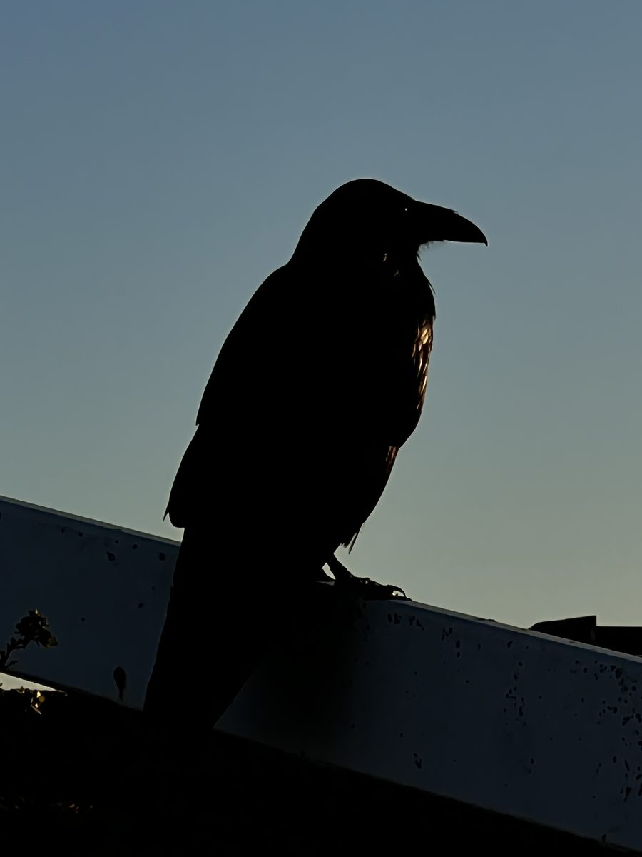 Animal photograph 068