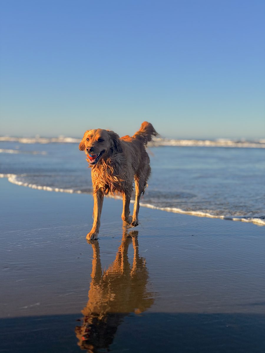 Animal photograph 104